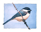 Black-capped Chickadee watercolor note card