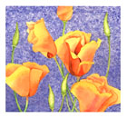 California Poppies watercolor note card