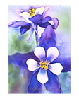 Columbines watercolor note card