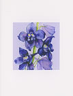 Delphinium watercolor note card