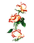 Three Roses watercolor note card