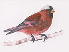 Gray-crowned Rosy Finch watercolor note card