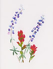 Lupine and Paintbrush watercolor note card