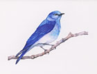 Mountain Bluebird watercolor note card