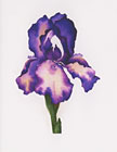 Purple Iris watercolor note card