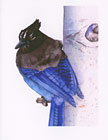 Steller's Jay watercolor note card